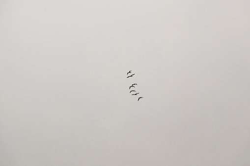 migratory birds in the sky