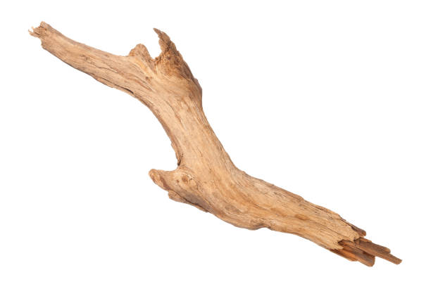 istock Close Up Of Dry Branch Isolated Over 1284898990