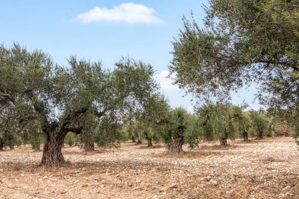 istock Olive tree garden with unripe fruits against the sky with clouds 1284900032
