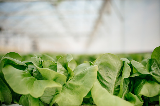 View of green, fresh lettuce plantation in greenhouse