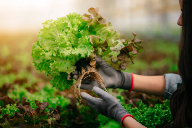 Close up of female hands working in lettuce greenhouse Close up of female farmer working in lettuce greenhouse green leaf lettuce stock pictures, royalty-free photos & images