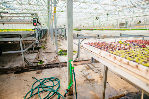 Close up of lettuce plantation watering system