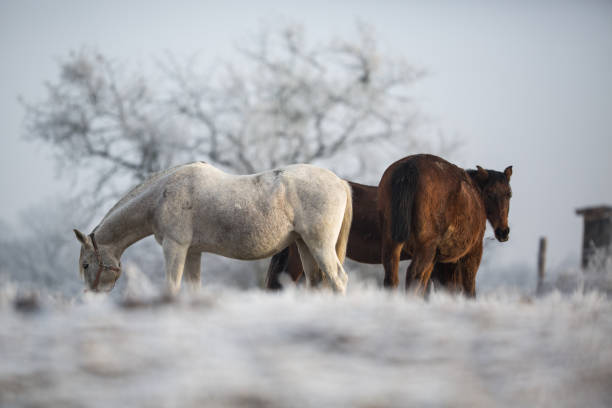 istock Beatiful horses in winter on fresh snow 1284901370