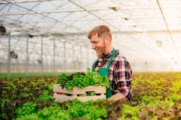 hombre trabajando y llevando caja de verduras en invernadero - farmer salad fotografías e imágenes de stock