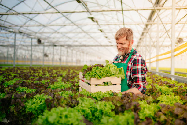 hombre trabajando y llevando caja de verduras en invernadero - farmer salad fotografías e imágenes de stock