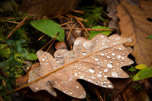 A brown oak leaf with water droplets lying on the forest ground in autumn