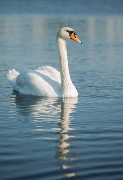 istock Mute swan (Cygnus olor) in the lake 1284903714