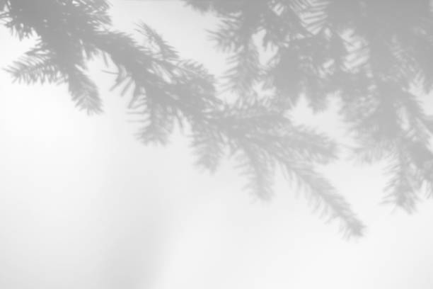 istock shadows of fir tree branches on a white wall 1284904527
