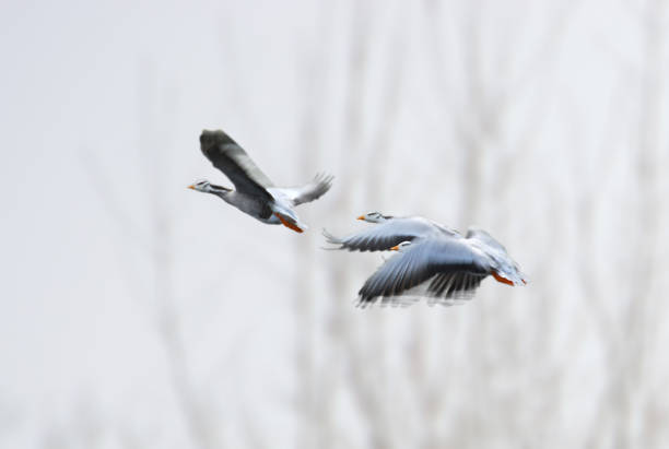 Migration bar-headed goose. Winter: cold day.smaal group of bar-headed goose migration. Flying in front of bare tree. Focus on one goose head. bar headed goose anser indicus stock pictures, royalty-free photos & images