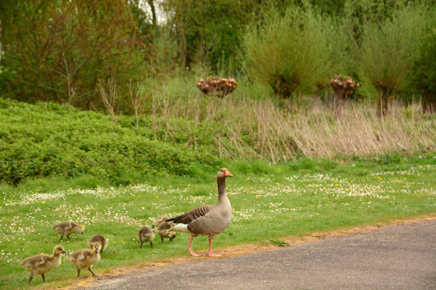 istock Greylag goose family 1284904645