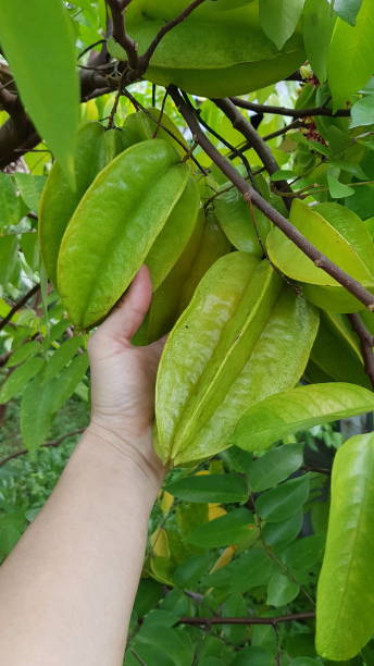 istock Star fruit is a star-shaped star fruit with high vitamin C. 1284905303