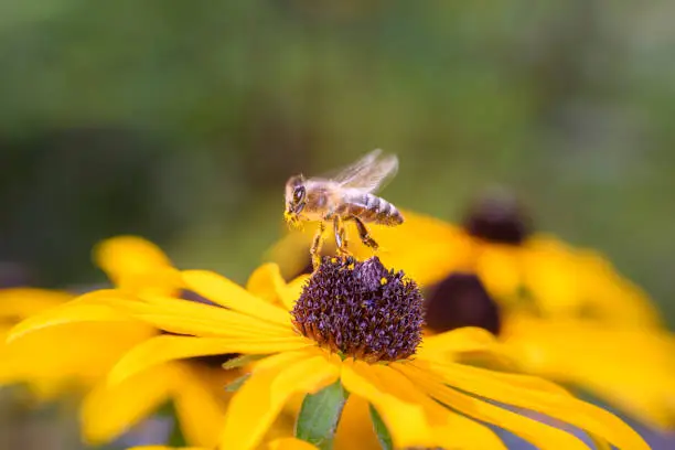 Bee - Apis mellifera - pollinates a blossom of the orange coneflower - Rudbeckia fulgida