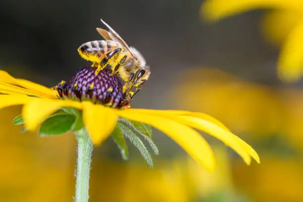 Bee - Apis mellifera - pollinates a blossom of the orange coneflower - Rudbeckia fulgida