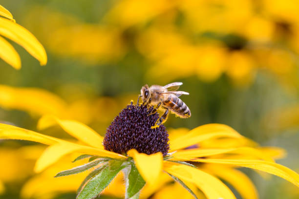 bee - apis mellifera - zapyla rudbeckia fulgida - bee honey bee single flower honey zdjęcia i obrazy z banku zdjęć