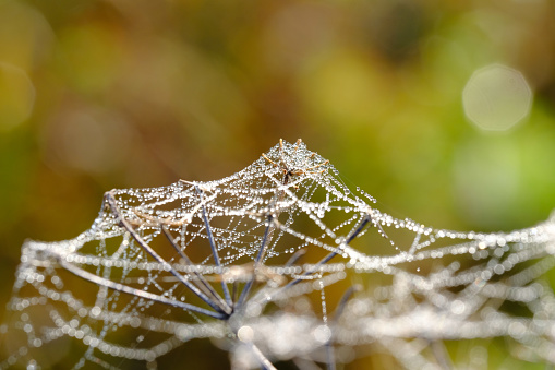 Sprigs of plants with spider webs with dew drops. Macro. The background is blurred.