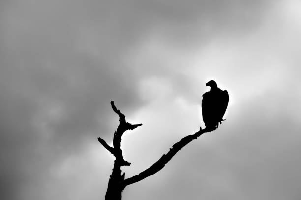 istock Cape Vulture Roosting on a Branch 1284907618