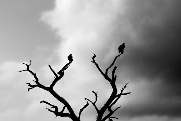 istock Cape Vultures Roosting on an Acacia Tree 1284907620