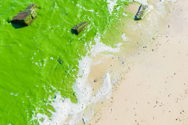 istock green sea water - algae colors the waves 1284907939