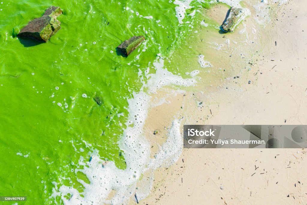 green sea water - algae colors the waves Sea Stock Photo