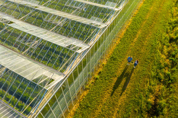 luftaufnahme von gewächshaus und menschen, die kiste mit gemüse tragen - greenhouse stock-fotos und bilder