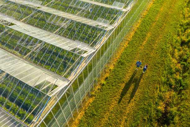 Aerial view of greenhouse and people carrying crate with vegetables Aerial view shot of a greenhouse roof and two people carrying a crate with vegetables crate photos stock pictures, royalty-free photos & images