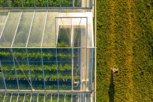 Aerial view of greenhouse and person carrying crate with vegetables Aerial view shot of a greenhouse roof and a person carrying a crate with vegetables sustainable business stock pictures, royalty-free photos & images
