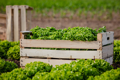 Side view of a wooden crate with fresh green lettuce sitting in an agricultural field