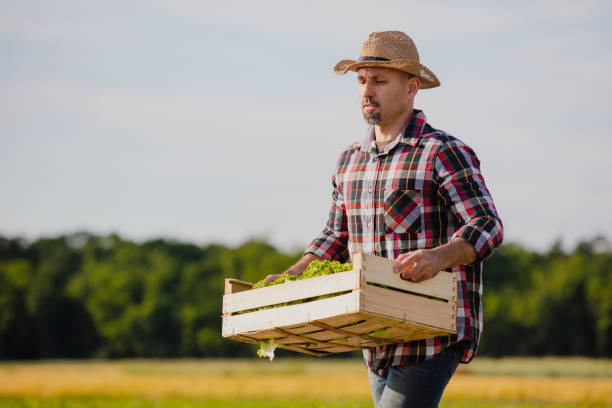 istock Farmer in hat carrying crate with vegetables on field 1284908257