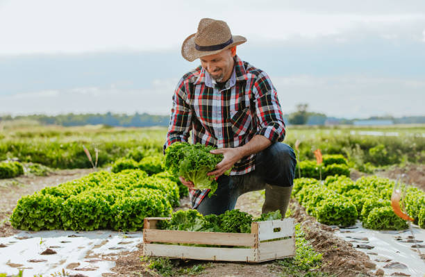 istock Farmer crouching in field and holding lettuce 1284908383