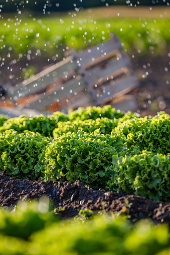 Plants growing on lettuce plantation while watering