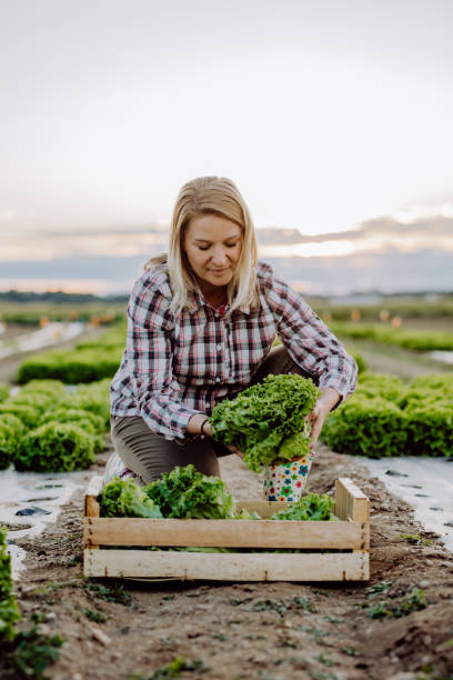 istock Woman working on lettuce plantation 1284909318