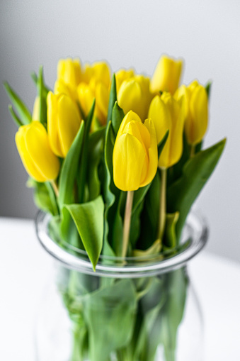 A bouquet of yellow Tulips in a glass vase on a gray background. Side view. Copy space.