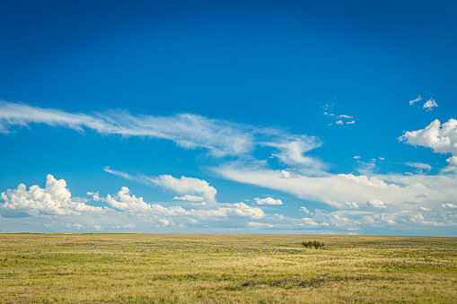 green prairie  landscape in summer