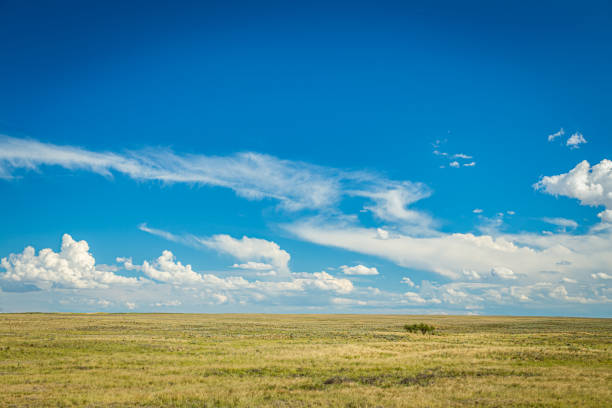 The Great Plains Prairies are ecosystems considered part of the temperate grasslands, savannas, and shrublands biome by ecologists, based on similar temperate climates, moderate rainfall, and a composition of grasses, herbs, and shrubs, rather than trees, as the dominant vegetation type. prairie stock pictures, royalty-free photos & images