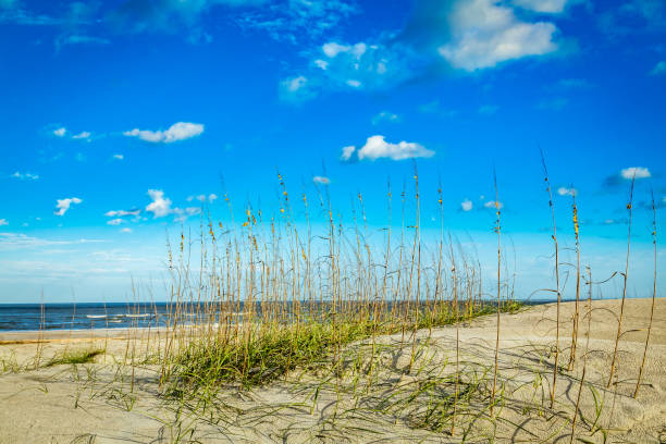 Amelia Island Dunes The beach, dunes, and sea oats at Amelia Island near the town of Fernandina Beach, Florida. fernandina beach stock pictures, royalty-free photos & images