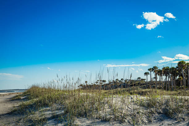 Amelia Island Dunes The beach, dunes, and sea oats at Amelia Island near the town of Fernandina Beach, Florida. fernandina beach stock pictures, royalty-free photos & images