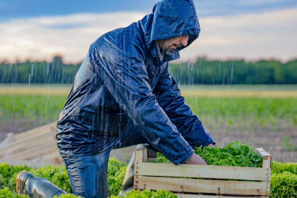 agricoltore che lavora nella piantagione di lattuga - nature rain crop europe foto e immagini stock