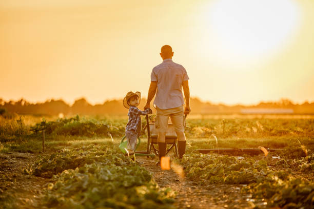 padre e hijo en campo agrícola al atardecer - farmer salad fotografías e imágenes de stock