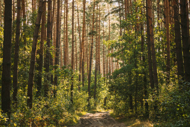 istock Path, Lane, Walkway, Way In Summer Mixed Forest Between Woods Trees. Beautiful Landscape Of Forest, Park 1284910582