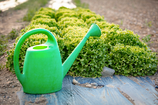Lettuce and green watering can in agricultural field