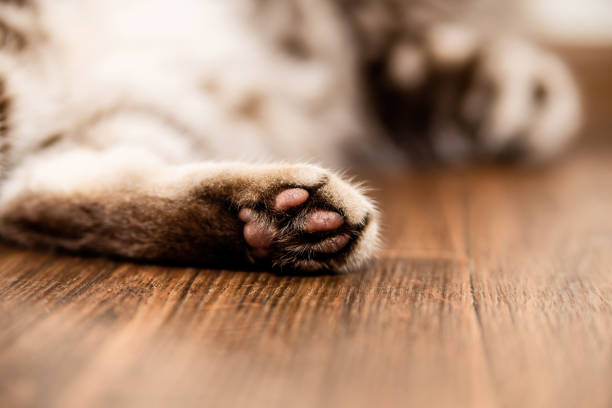 una chica rubia está acostada en una cama con un gato escocés joven a rayas grises - almohadillas pata de animal fotos fotografías e imágenes de stock