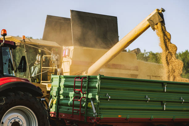 istock Combine harvester pouring a tractor-trailer during harvesting 1284911443