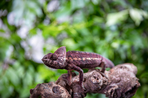 Close up of lizard on branch between leaves
