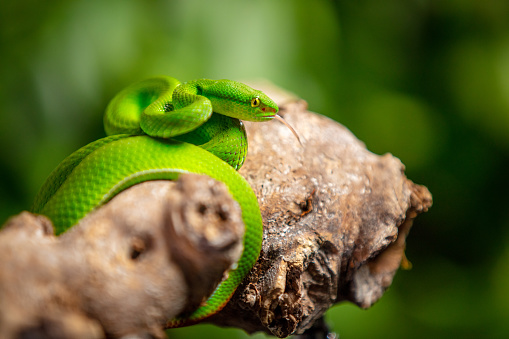 Close up of green snake on tree branch