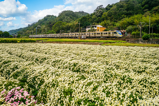 chrysanthemum farm and railway in miaoli, taiwan