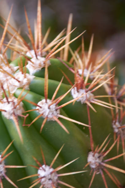 cactus, leaves with danger of harming - harming imagens e fotografias de stock