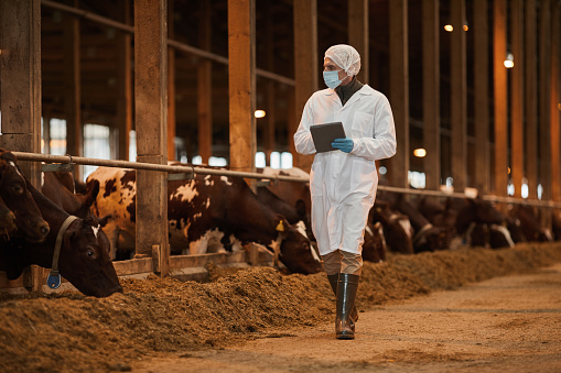 Full length portrait of mature veterinarian wearing mask while inspecting cows and livestock at farm, copy space