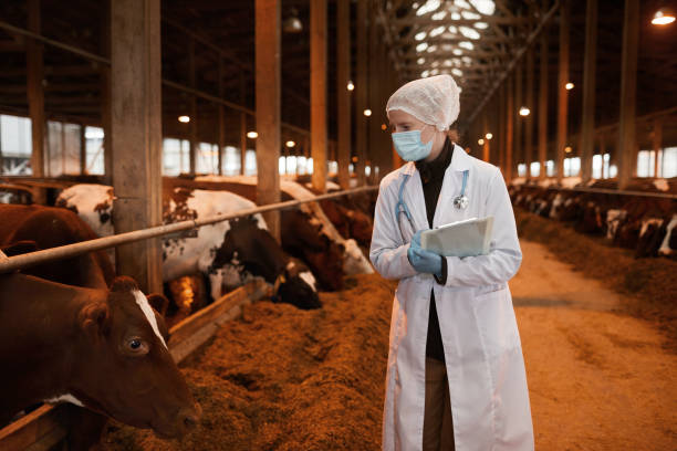 istock Female Veterinarian Inspecting Livestock 1284913987