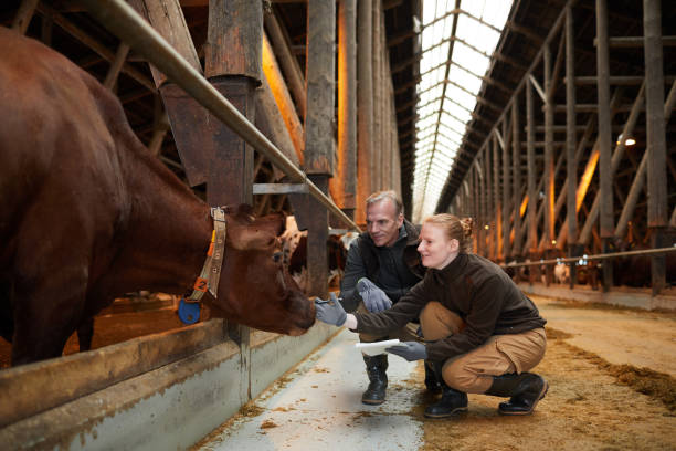 istock Smiling Farm Workers Petting Cow 1284913994