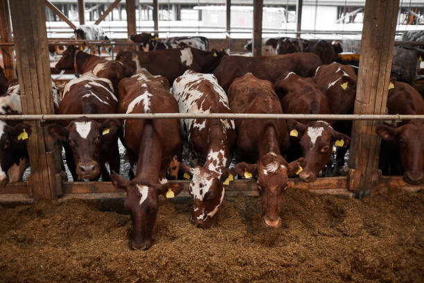 istock Cows Eating Hay at Dairy Farm 1284914043
